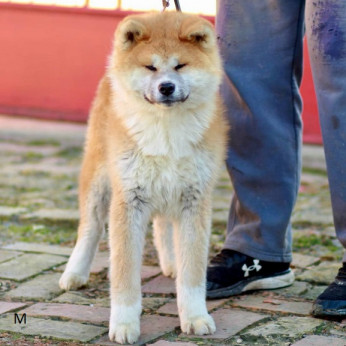 Akita Inu