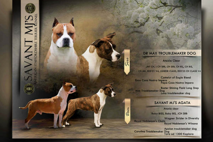 Amerikai staffordshire terrier kölykök