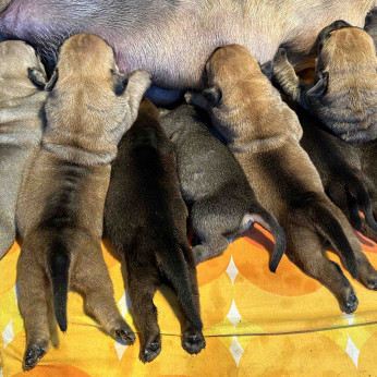 Dél-afrikai masztiff – Boerboel kölykök