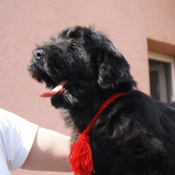 Fekete orosz terrier kölykök
