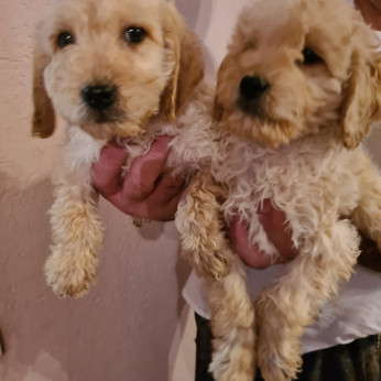 Goldendoodle kölykök