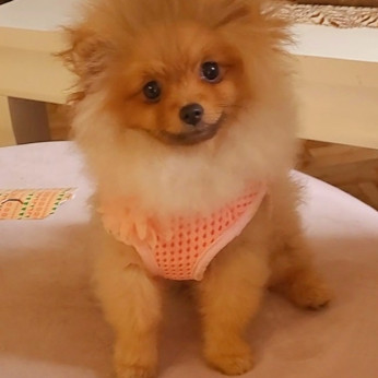 Pomerániai BOO TOP osztályú kölykök