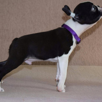 Boston terrier kölykök