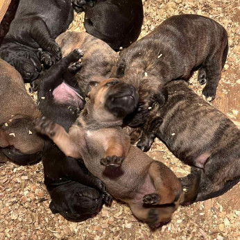 Dél-afrikai masztiff – Boerboel kiskutyák