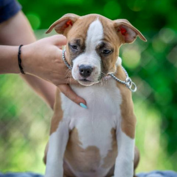 Amerikai staffordshire terrier kölykök