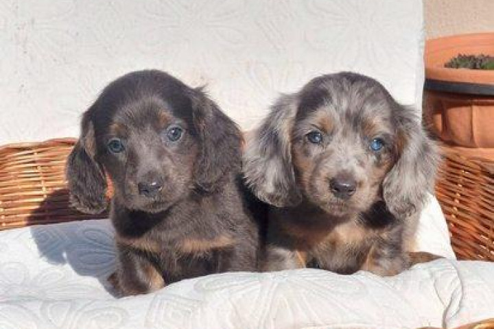 Hosszú és rövid szőrű tacskók