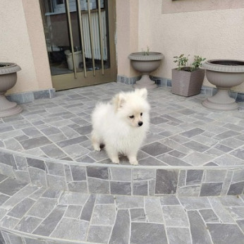 Miniatűr Spitz kölykök