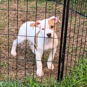 Amerikai staffordshire terrier kölyök