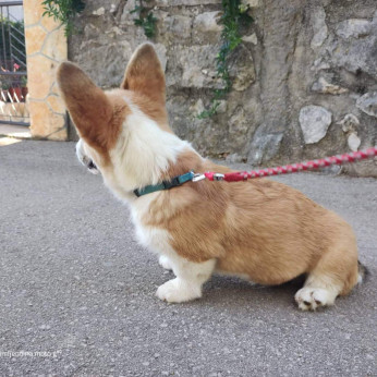 Pembroke walesi corgi kölykök