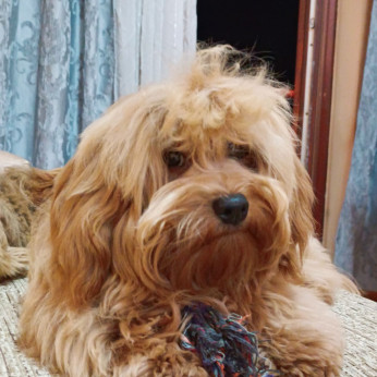 Havanese Bichon hím tenyészthető