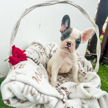 francia bulldog kölykök