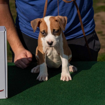 Amerikai Staffordshire Terrier, kiváló minőségű kölykök