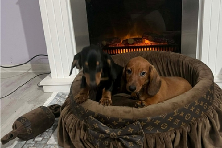 Rövidszőrű tacskók