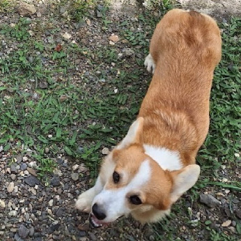Két növendék corgi lány eladó