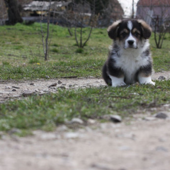 Pembroke walesi corgi kölykök