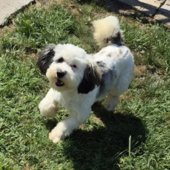 Maltipoo kölykök