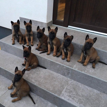 Belga malinois kölykök