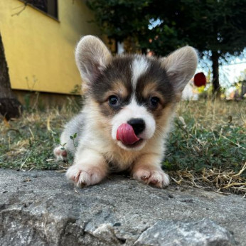 Walesi Corgi Pembroke kölykök