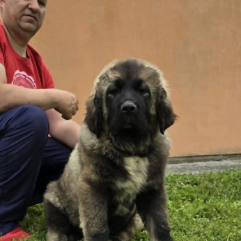 Kaukázusi juhász kölykök