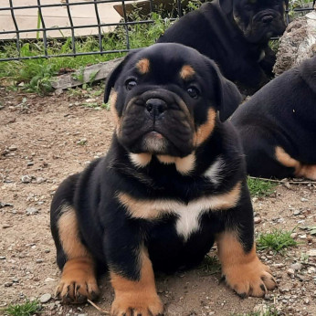 Angol bulldog kölyökkutya