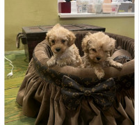 Extra kis méretű toy uszkárok