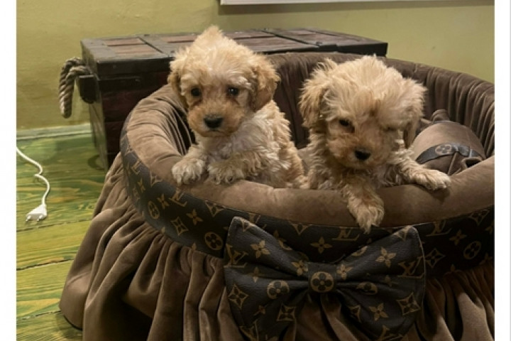 Extra kis méretű toy uszkárok