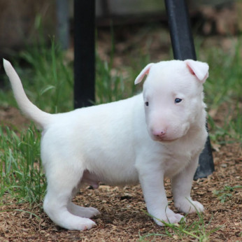 Mini bullterrier kölykök