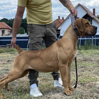 Dél-afrikai masztiff - Boerboel kölykök