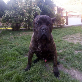 Cane Corso fiú eladó