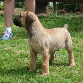 Boerboel (dél-afrikai masztiff) kölykök