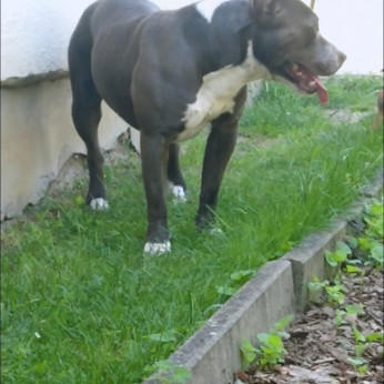 Eladó Amstaff kölykök