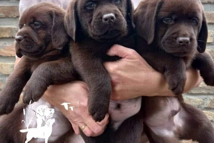 Labrador retriever kölykök, csokoládébarna