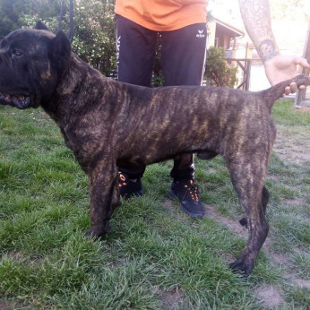 Cane Corso fiú eladó