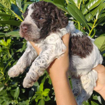 Lagotto Romagnolo kölykök