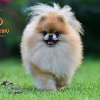 Pomeranian Boo kölykök