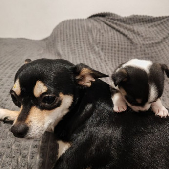 Chihuahua kölykök
