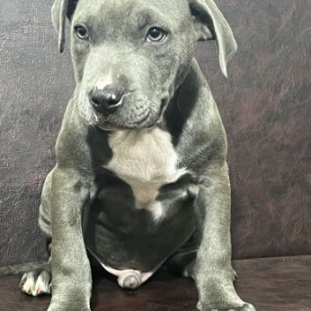 Amerikai pitbull terrier kölykök