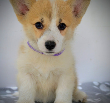 Walesi Corgi Pembroke kiskutyák eladók