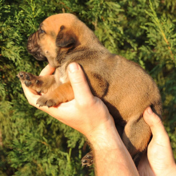 Dél-afrikai masztiff – Boerboel kiskutyák