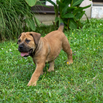 Dél-afrikai masztiff – Boerboel kiskutyák
