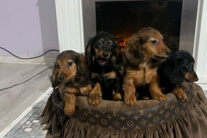 Hosszú szőrű törpe tacskó kölykök