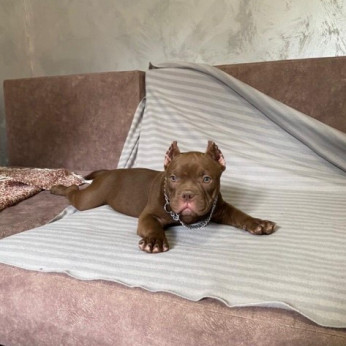 American Bully Exotic Micro kölykök
