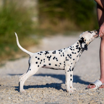 Dalmata kölyökkutyák