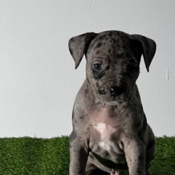 Amerikai pitbull terrier kölykök