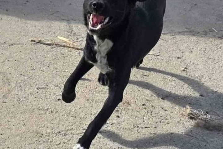 Fiatal fekete keverék kölyökkutya, örökbefogadás!