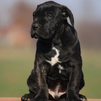 Cane Corso kölykök