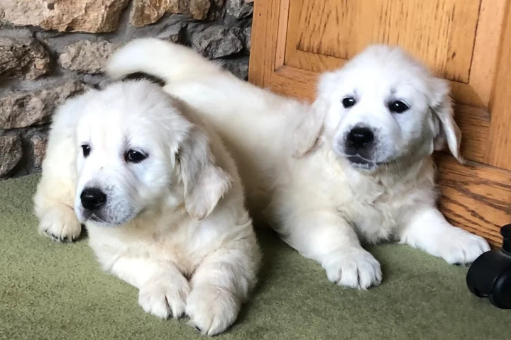 Gyönyörű golden retriever kölykök