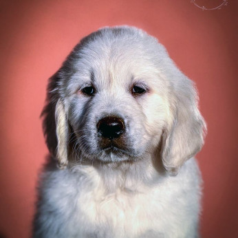 Arany Retriever Gyönyörű Kölykök