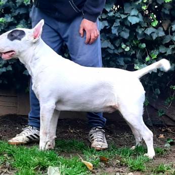 Bullterrier növendék kan eladó