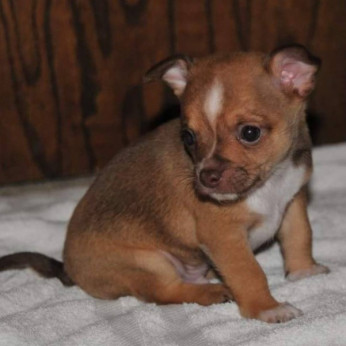 Mini Chihuahua babák gazdit keresnek